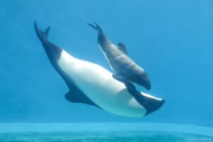 三重県のお泊まり『コテージ・鳥羽水族館・温泉♨』
