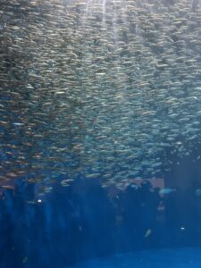 名古屋港水族館楽しかったです。